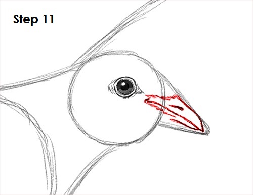 Draw Dove 11