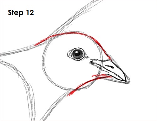 Draw Dove 12