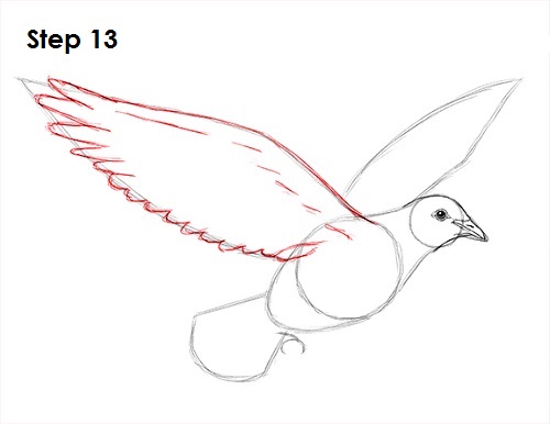 Draw Dove 13