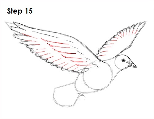 Dove Bird Drawing 15 Draw Dove 15