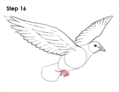 Dove Bird Drawing 16 Draw Dove 16