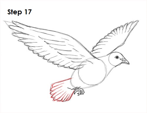 Dove Bird Drawing 17 Draw Dove 17