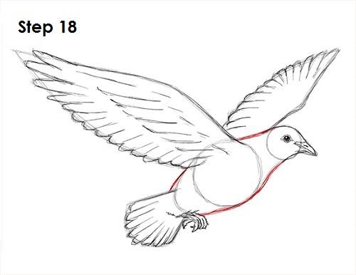 Dove Bird Drawing 18 Draw Dove 18