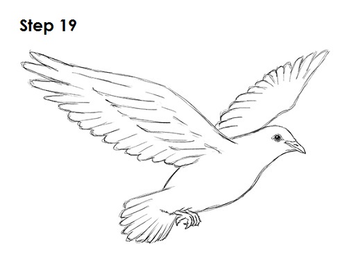 Dove Bird Drawing 19 Draw Dove 19