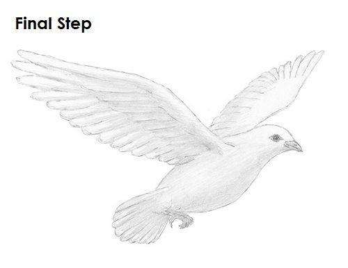 Dove Bird Drawing Draw Dove