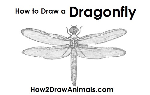 Dragonfly Drawing Draw Dragonfly