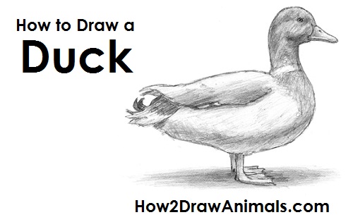 Duck Drawing Draw Duck