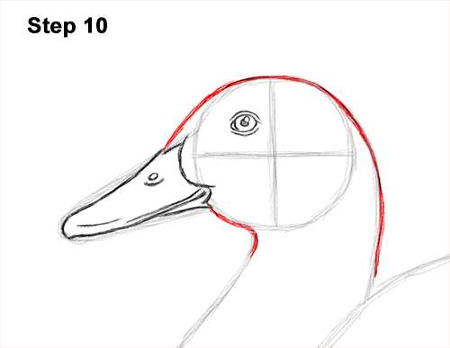 How to Draw a Male Mallard Duck Color 10