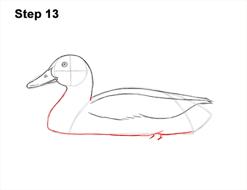 How to Draw a Male Mallard Duck Color 13