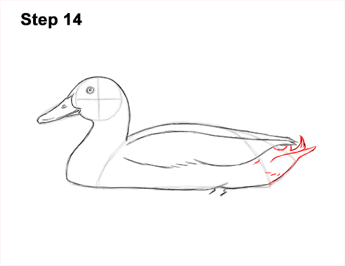 How to Draw a Male Mallard Duck Color 14