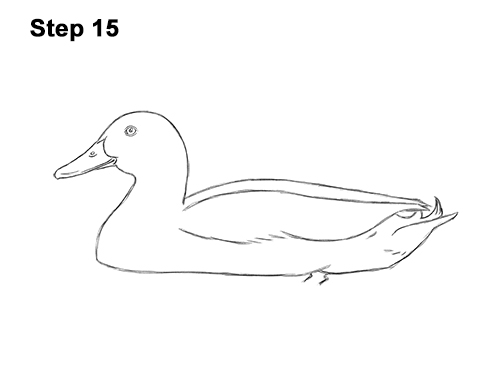 How to Draw a Male Mallard Duck Color 15