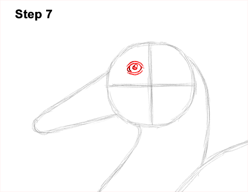 Draw a Mallard Duck 7 How to Draw a Male Mallard Duck Color 7