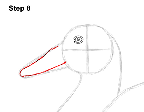 Draw a Mallard Duck 8 How to Draw a Male Mallard Duck Color 8