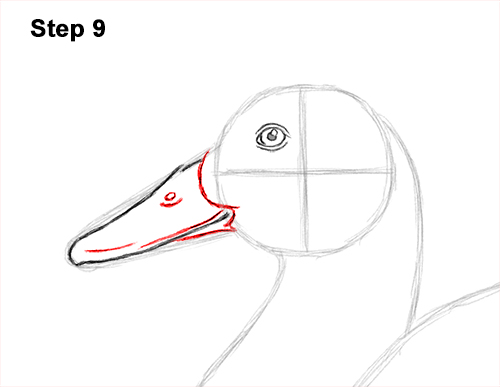 Draw a Mallard Duck 9 How to Draw a Male Mallard Duck Color 9