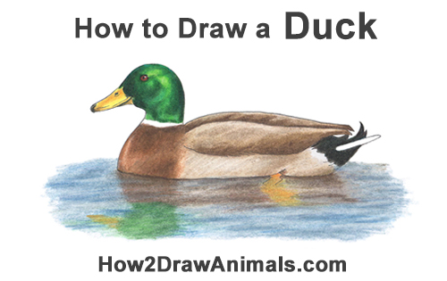 Draw a Mallard Duck How to Draw a Male Mallard Duck Color