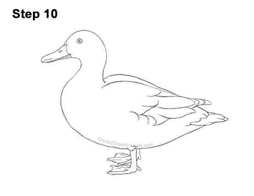 Draw a Female Mallard Duck 10 How to Draw a Wild Female Mallard Duck Side View 10