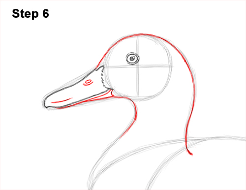 Draw a Female Mallard Duck 6 How to Draw a Wild Female Mallard Duck Side View 6