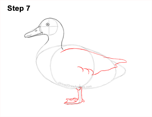 Draw a Female Mallard Duck 7 How to Draw a Wild Female Mallard Duck Side View 7