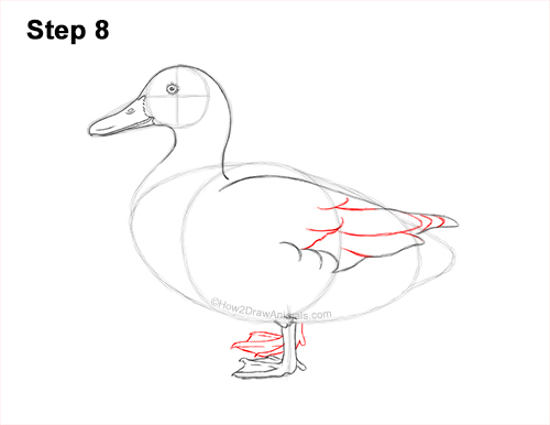 Draw a Female Mallard Duck 8 How to Draw a Wild Female Mallard Duck Side View 8