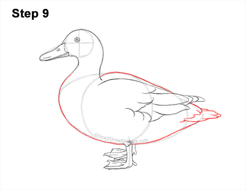 Draw a Female Mallard Duck 9 How to Draw a Wild Female Mallard Duck Side View 9