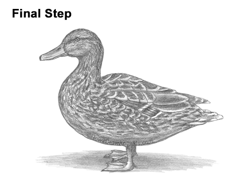 Draw a Female Mallard Duck How to Draw a Wild Female Mallard Duck Side View
