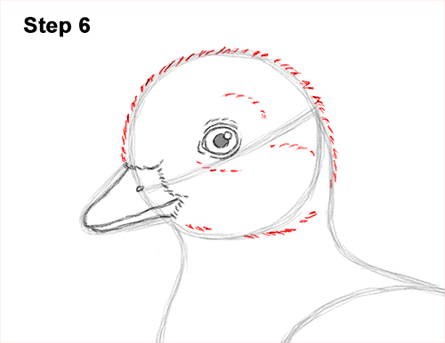 How to Draw a Baby Duck Duckling Bird 6