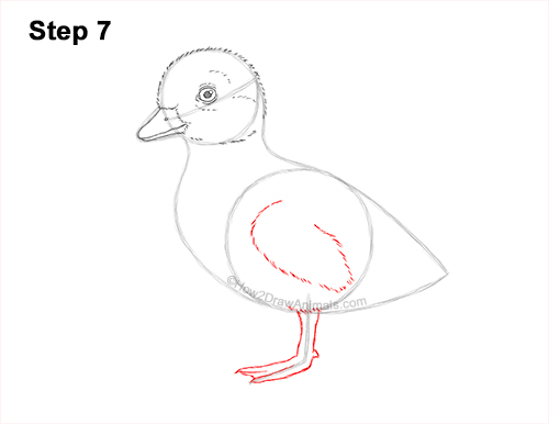 How to Draw a Baby Duck Duckling Bird 7