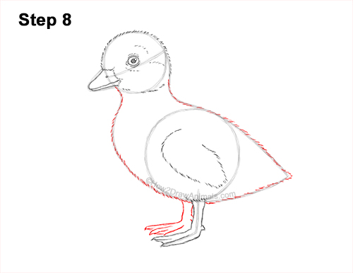 How to Draw a Baby Duck Duckling Bird 8