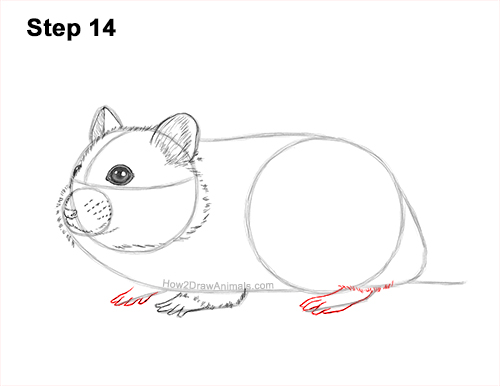 How to Draw a Russian Winter White Dwarf Hamster 14