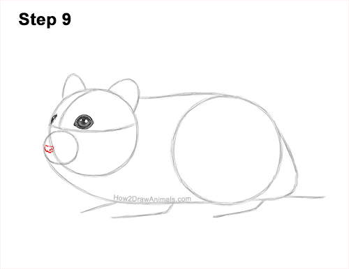 Draw a Striped Dwarf Hamster 9 How to Draw a Russian Winter White Dwarf Hamster 9