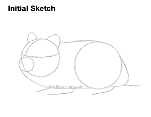 Draw a Striped Dwarf Hamster Guidelines How to Draw a Russian Winter White Dwarf Hamster Guides Lines