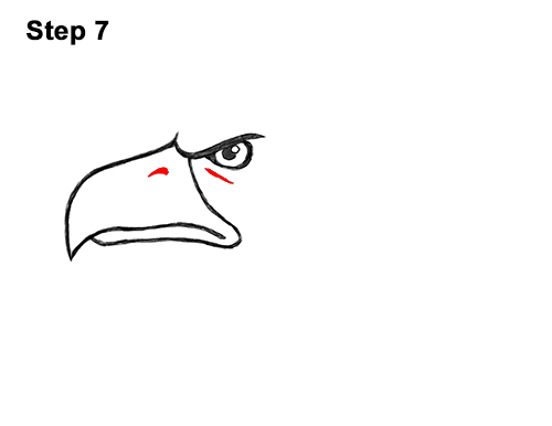 Draw a Cartoon Bald Eagle Head 7 How to Draw Cool Cartoon Bald Eagle Head 7