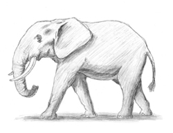 How to Draw an African Elephant