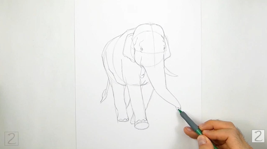 Draw the Tail and Trunk How to Draw an Elephant - Draw the Tail and Trunk