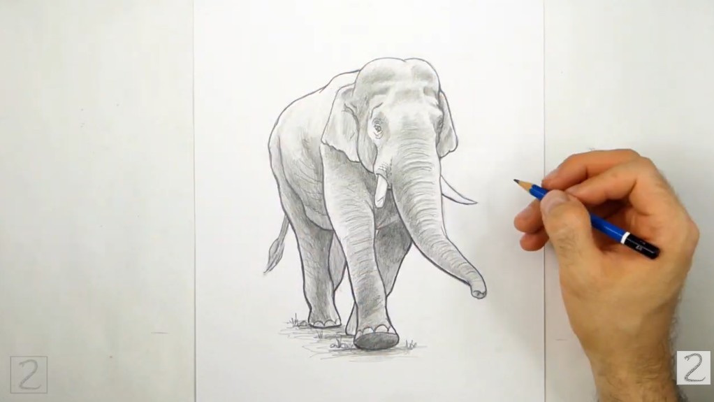 Add Outlines and Some Ground How to Draw an Elephant - Add Outlines and Some Ground