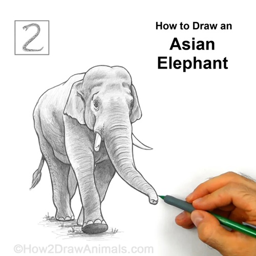 Final Drawing How to Draw an Elephant - Final Drawing