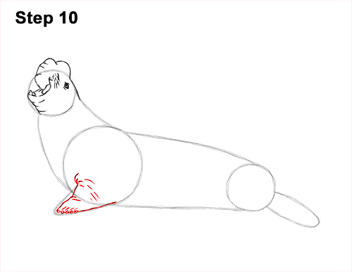 Draw Elephant Seal 10 How to Draw Big Elephant Seal Bull Male Roaring 10