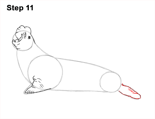 Draw Elephant Seal 11 How to Draw Big Elephant Seal Bull Male Roaring 11