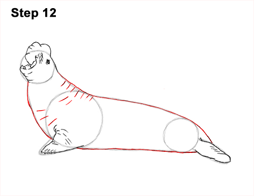 Draw Elephant Seal 12 How to Draw Big Elephant Seal Bull Male Roaring 12