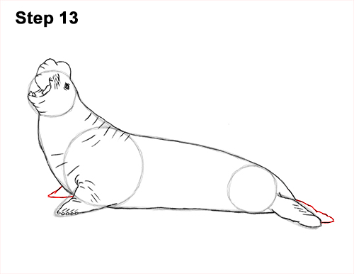 Draw Elephant Seal 13 How to Draw Big Elephant Seal Bull Male Roaring 13