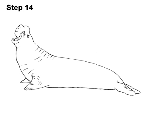 Draw Elephant Seal 14 How to Draw Big Elephant Seal Bull Male Roaring 14