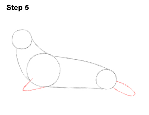 Draw Elephant Seal 5 How to Draw Big Elephant Seal Bull Male Roaring 5