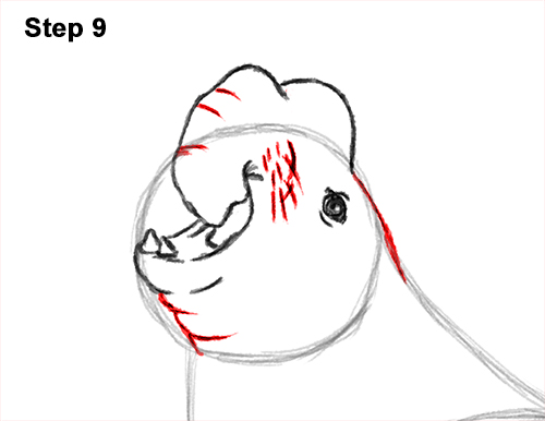 Draw Elephant Seal 9 How to Draw Big Elephant Seal Bull Male Roaring 9