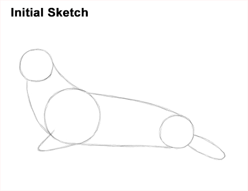 Draw Elephant Seal Guide Lines How to Draw Big Elephant Seal Bull Male Roaring Initial Guidelines
