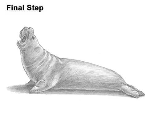 Draw Elephant Seal How to Draw Big Elephant Seal Bull Male Roaring
