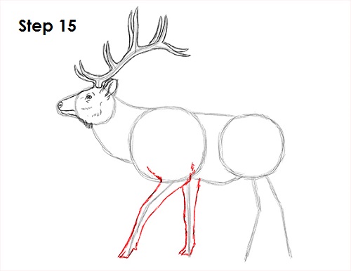 Elk Drawing 15 Draw Elk 15