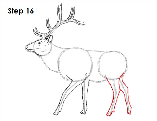 Elk Drawing 16 Draw Elk 16