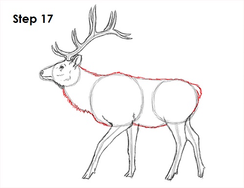 Elk Drawing 17 Draw Elk 17
