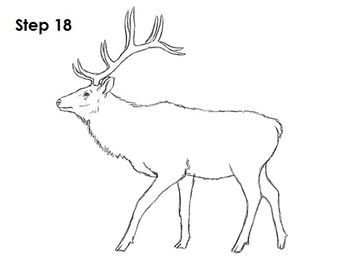 Elk Drawing 18 Draw Elk 18