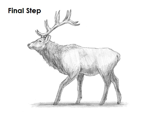 Elk Drawing Final Draw Elk Final